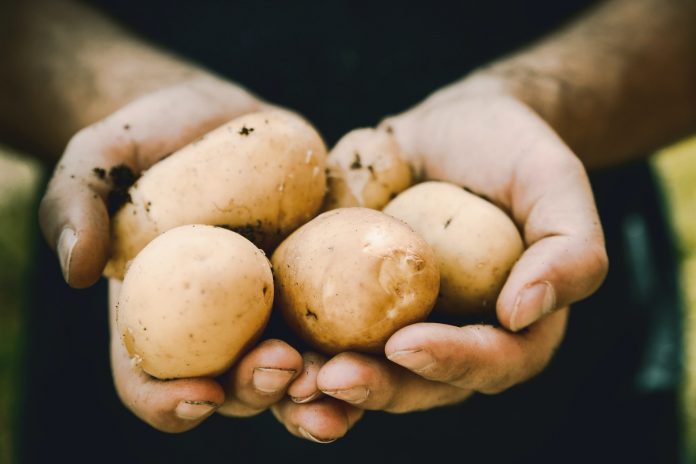 aardappelverwerkers